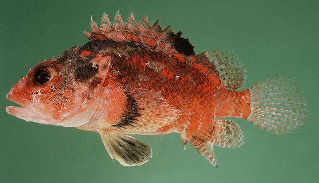 Image of Blotchfin scorpionfish