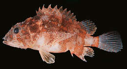 Image of Blotchfin scorpionfish