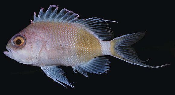 Image of Odontanthias elizabethae Fowler 1923