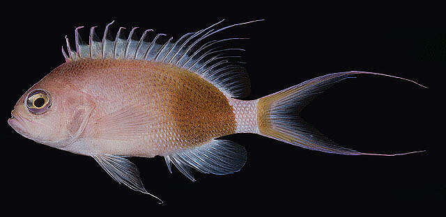 Image of Odontanthias elizabethae Fowler 1923