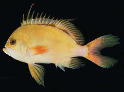 Image of Hawaiian deep anthias