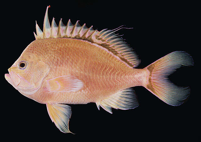 Image of Hawaiian deep anthias