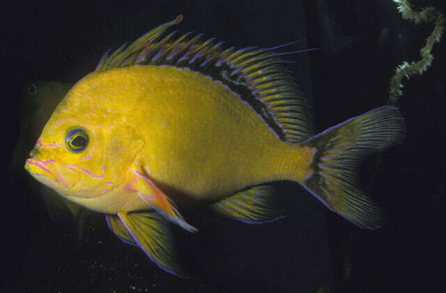 Image of Hawaiian deep anthias