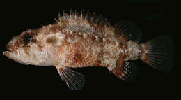 Image of Common scorpionfish