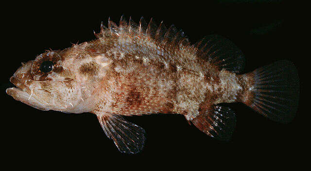 Image of Common scorpionfish