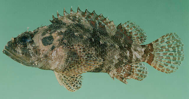 Image of Common scorpionfish