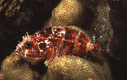 Image of Common scorpionfish