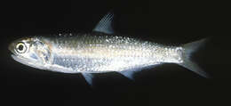 Image de Anchois-moustache sardin