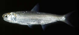 Image de Anchois-moustache sardin