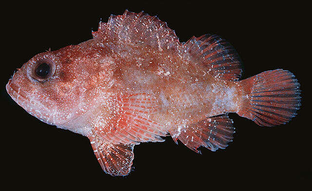 Image of Dwarf scorpionfish