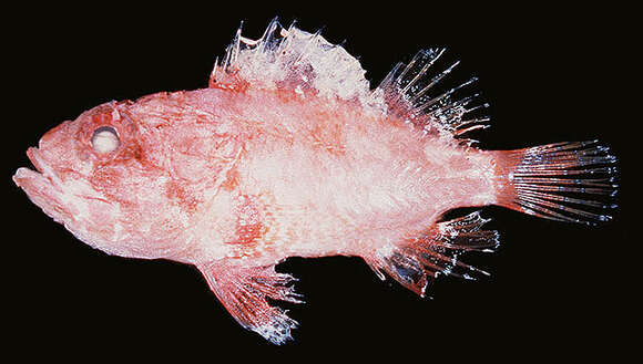 Image of Dwarf scorpionfish