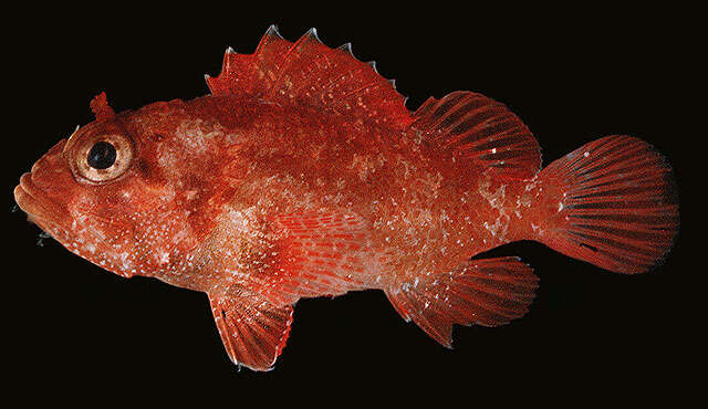 Image of Dwarf scorpionfish