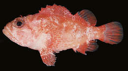 Image of Dwarf scorpionfish