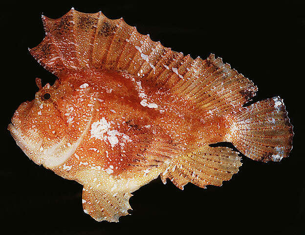 Image of Taenianotus