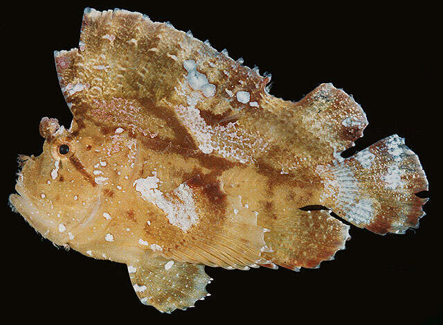 Image of Taenianotus