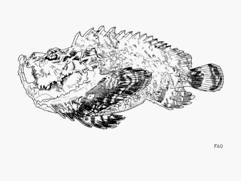 Image of Reef stonefish