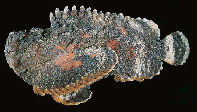 Image of Reef stonefish