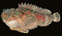 Image of Reef stonefish