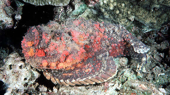 Image of Reef stonefish