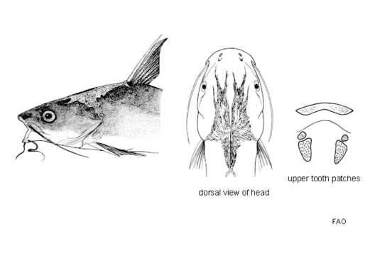 Image of Sand catfish