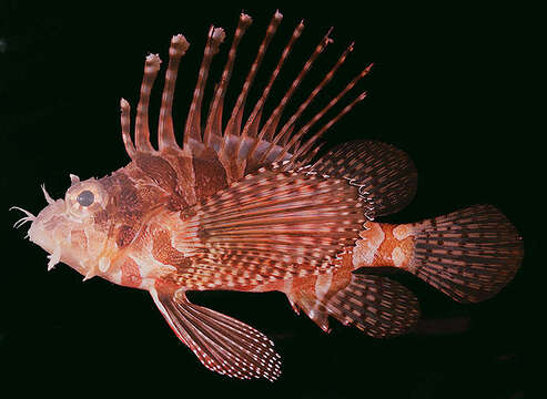 Dendrochirus zebra (Cuvier 1829) resmi