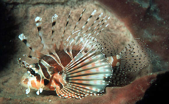 Image of Zebra lionfish