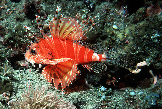 Dendrochirus zebra (Cuvier 1829) resmi