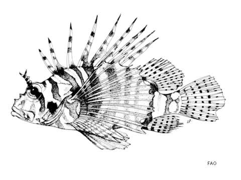 Image of Zebra lionfish