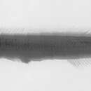 Image of Pitcairn Sandlance