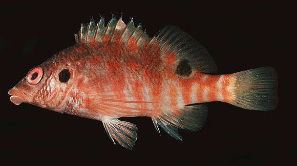 Image of Twinspot Hawkfish