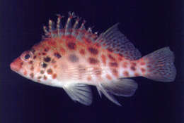 Image of Coral Hawkfish