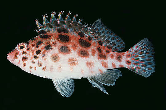 Image of Coral Hawkfish