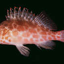 Image of Coral Hawkfish