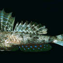 Image of Indian ornate dragonet