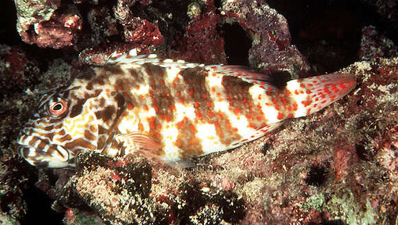 Image of White-spotted hawkfish