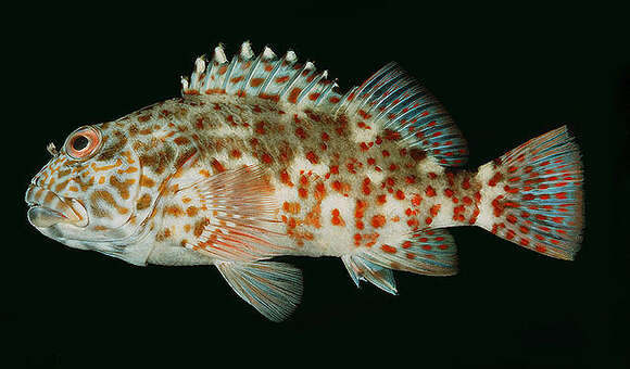 Image of White-spotted hawkfish