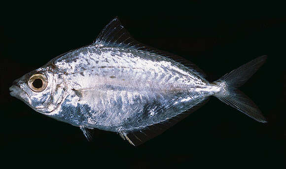 Image of Oblong ponyfish