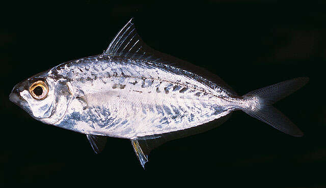 Image of Oblong ponyfish