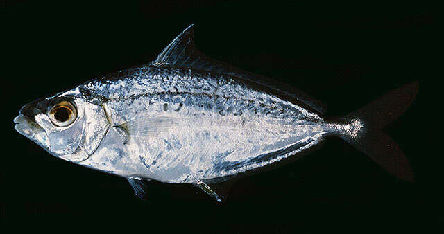 Image of Oblong ponyfish