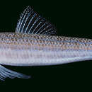 Image of Lobel&#39;s lizardfish