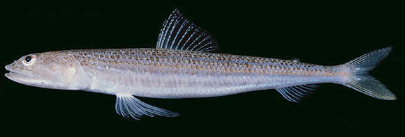 Image of Lobel&#39;s lizardfish