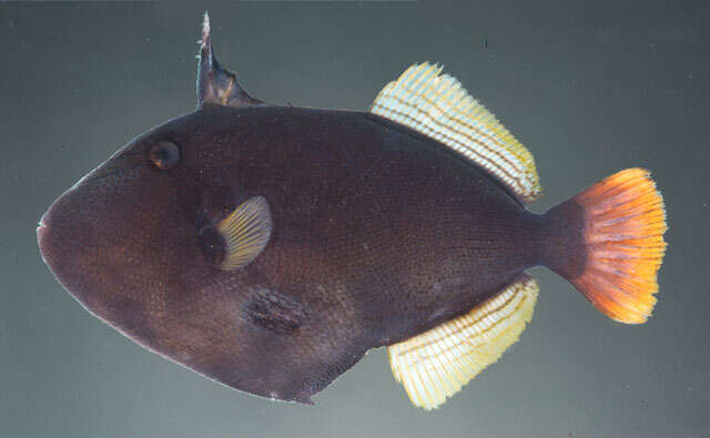 Image of Pinktail triggerfish