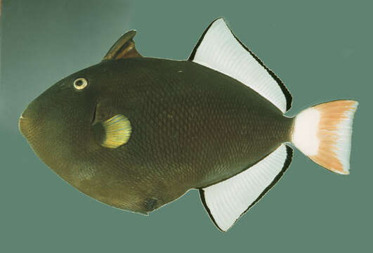 Image of Pinktail triggerfish