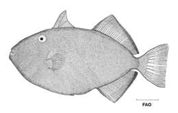 Image of Pinktail triggerfish