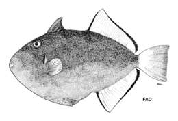 Image of Pinktail triggerfish