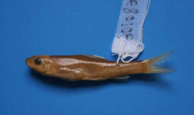 Image of Parasinilabeo longicorpus Zhang 2000