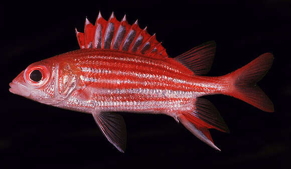 Image of Fine-lined Squirrelfish