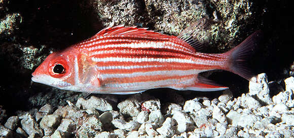 Image of Fine-lined Squirrelfish