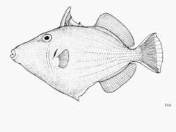 Image of Halfmoon triggerfish