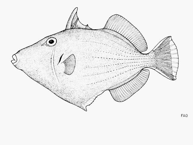 Image of Halfmoon triggerfish